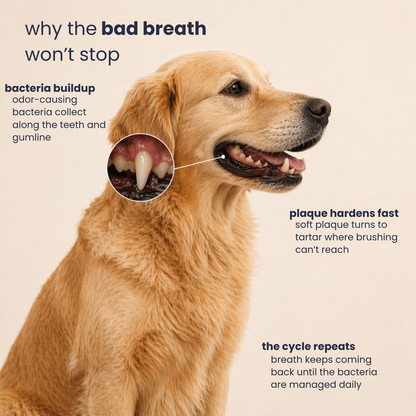 Pupganics™ ProSmile Dental Powder
