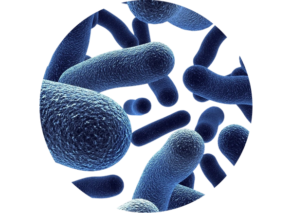 ProbioSEB CSC3