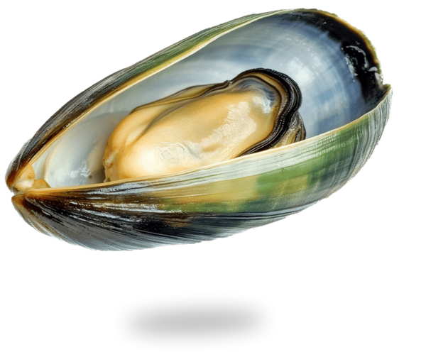 Green Lipped Mussel