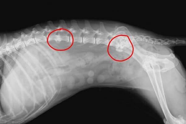 Wait, how do these nutrients help with Degenerative Myelopathy?